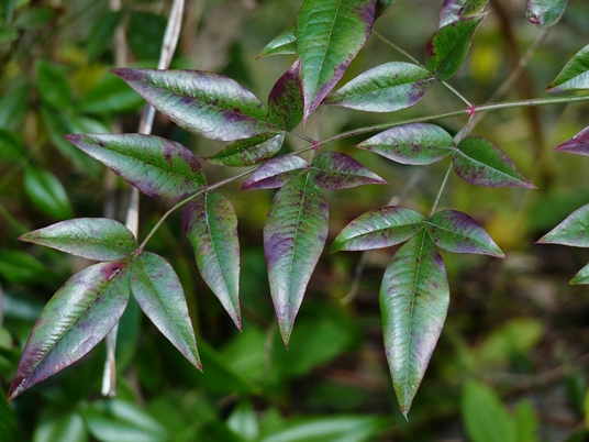 {Nandina domestica}